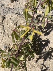 Passiflora pentaschista