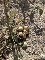 Passiflora pentaschista