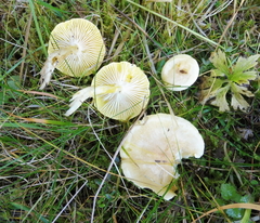 Hygrophorus lucorum