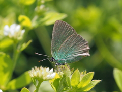 Callophrys chalybeitincta