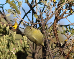 Chlorodrepanis virens wilsoni