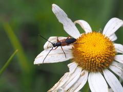 Stenurella jaegeri