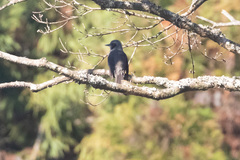 Hypsipetes amaurotis