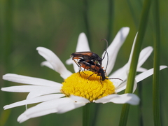 Stenurella jaegeri