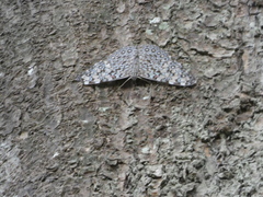 Hamadryas feronia