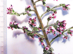 Amphithalea violacea