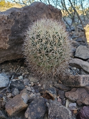 Echinomastus warnockii