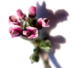 Amphithalea violacea