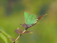 Callophrys chalybeitincta