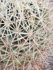 Echinomastus warnockii