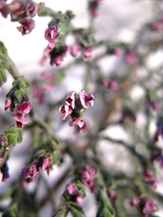 Amphithalea violacea