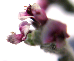 Amphithalea violacea