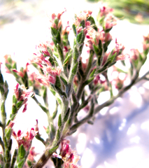 Amphithalea violacea