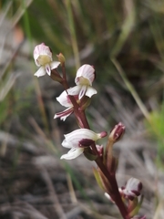 Disa ocellata