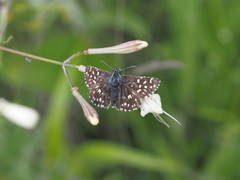 Pyrgus melotis