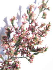 Amphithalea violacea