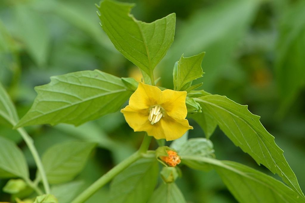 Tomatillo