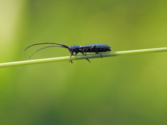 Agapanthiola leucaspis