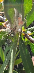 Araneidae
