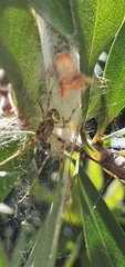 Araneidae
