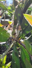 Araneidae