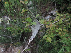 Eriogaster lanestris