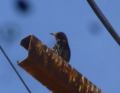 Sturnus vulgaris