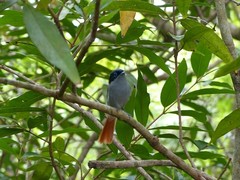 Terpsiphone bourbonnensis