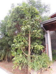 Brasiliopuntia brasiliensis