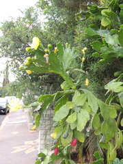 Brasiliopuntia brasiliensis