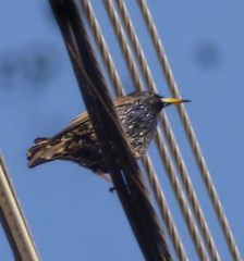Sturnus vulgaris