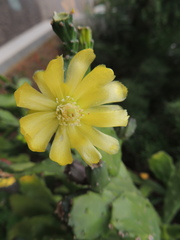 Brasiliopuntia brasiliensis