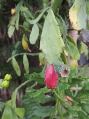 Brasiliopuntia brasiliensis