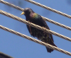 Sturnus vulgaris