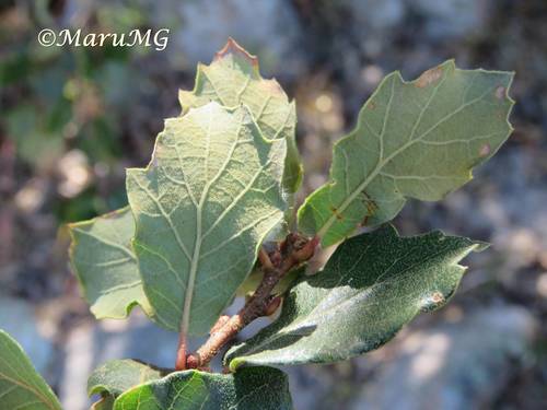 Quercus potosina