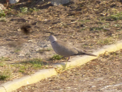 Streptopelia decaocto