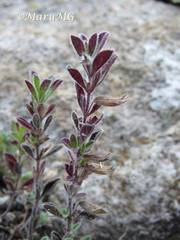 Salvia axillaris