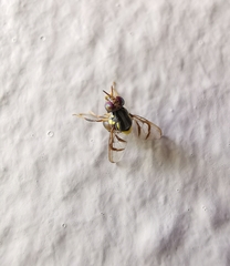 Bactrocera albistrigata