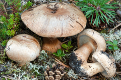 Phlegmacium areni-silvae