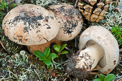 Phlegmacium areni-silvae