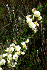 Aspalathus granulata