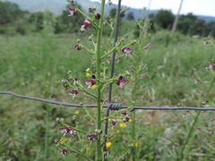 Scrophularia canina canina