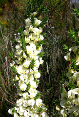Aspalathus granulata