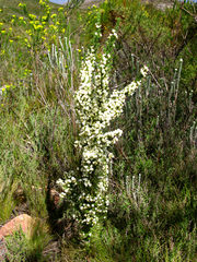 Aspalathus granulata