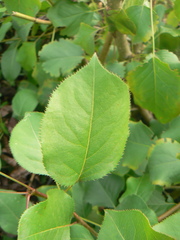 Pyrus ussuriensis