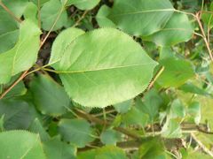 Pyrus ussuriensis