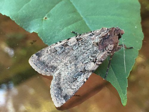 Variegated Cutworm Moth, photo 4 of 7