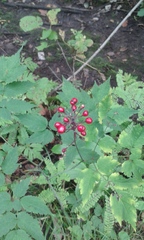 Actaea rubra rubra