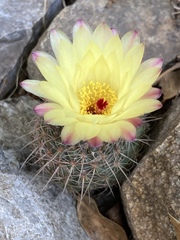Parodia concinna