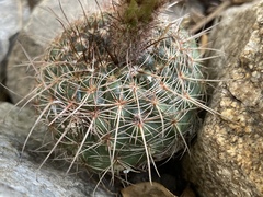Parodia concinna